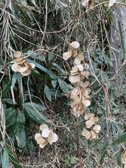 Dioscorea japonica