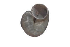 Valvata piscinalis
