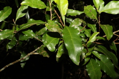 Actephila mooreana