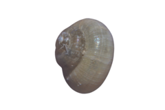 Valvata piscinalis