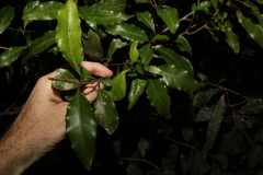 Actephila mooreana