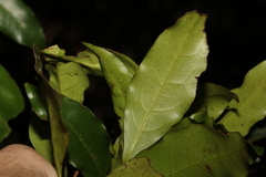 Actephila mooreana