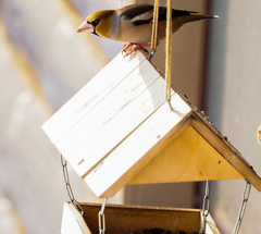 Coccothraustes coccothraustes