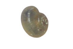 Valvata piscinalis