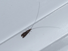 Triplectidinae