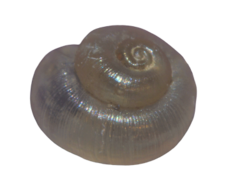 Valvata piscinalis