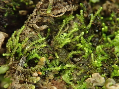 Cephaloziella turneri