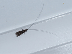Triplectidinae