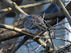 Streptopelia orientalis orientalis