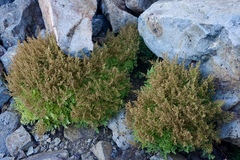 Cryptogramma cascadensis