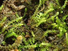 Cephaloziella turneri