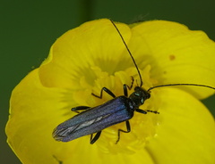 Oedemera tristis