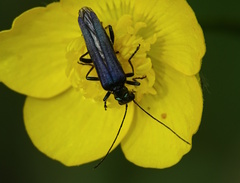Oedemera tristis