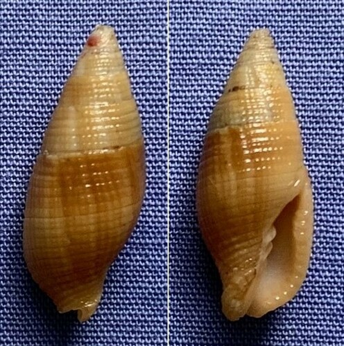 Nebularia pellisserpentis observed 2012-10-16