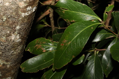 Denhamia celastroides