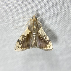 Rehimena cissophora