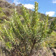 Ozothamnus turbinatus