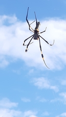 Trichonephila senegalensis