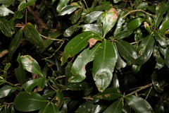 Denhamia celastroides