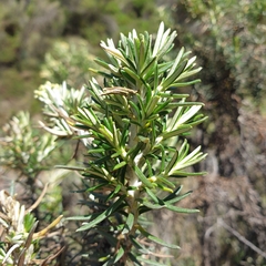 Ozothamnus turbinatus