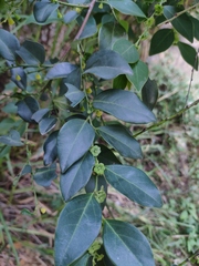 Breynia fruticosa