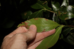 Denhamia celastroides