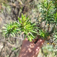 Ozothamnus turbinatus