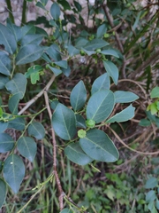 Breynia fruticosa