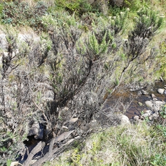 Ozothamnus turbinatus