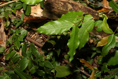 Melodinus australis