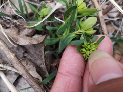 Euphorbia pekinensis