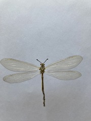 Myrmecaelurus trigrammus