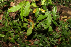 Melodinus australis