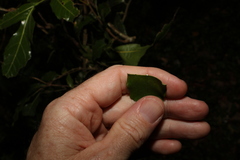 Melodinus australis