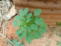 Acalypha indica