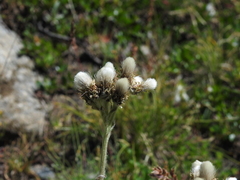 Antennaria carpatica