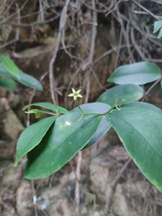 Loeseneriella concinna