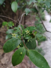Loeseneriella concinna
