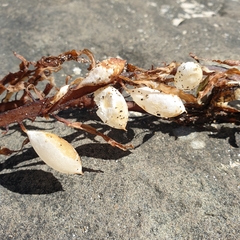 Phyllospora comosa