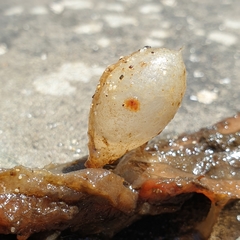 Phyllospora comosa