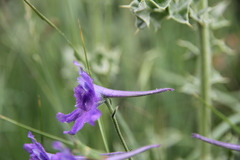 Delphinium caeruleum