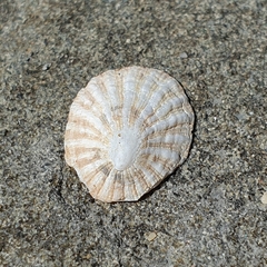 Scutellastra peronii