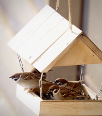 Passer montanus