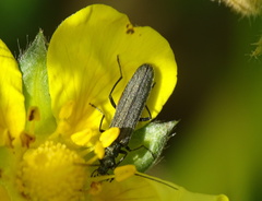 Oedemera lurida