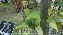 Stemona curtisii
