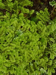 Gongylanthus ericetorum