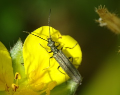Oedemera lurida