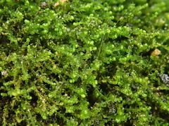 Cephaloziella stellulifera