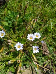 Gentiana leucomelaena