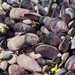 Beaked Mussel - Photo (c) light-up-gold, some rights reserved (CC BY-NC), uploaded by light-up-gold